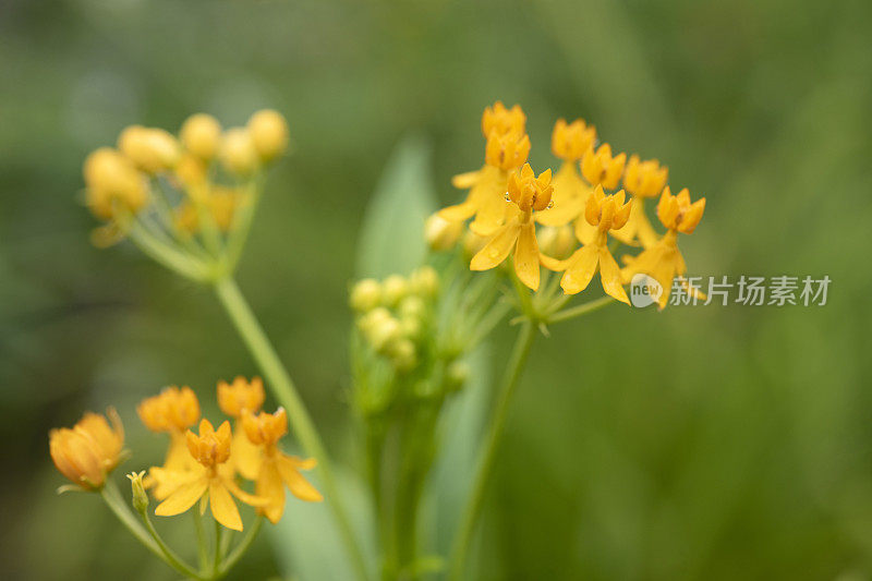 热带乳草属植物