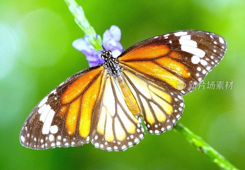 蝴蝶展开翅膀，喝花花粉的汁液。