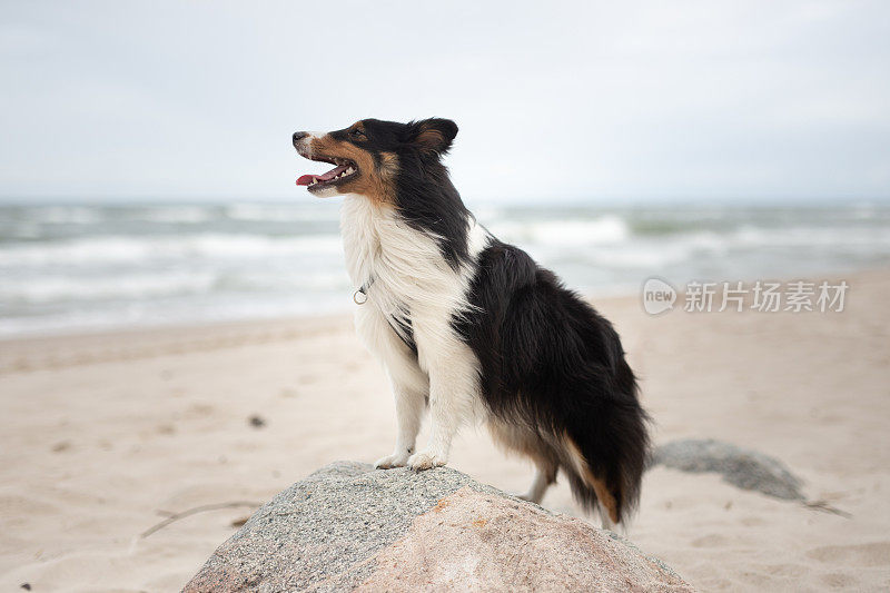 牧羊犬，狗，波罗的海，波兰，海滩