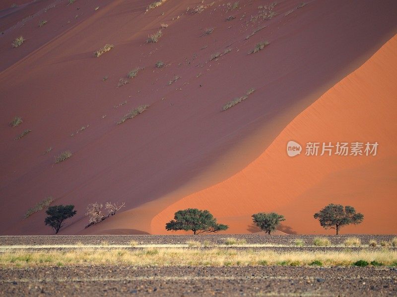 纳米比亚的金合欢树沙丘底部的特写