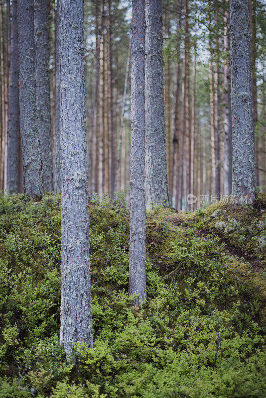 芬兰的松林