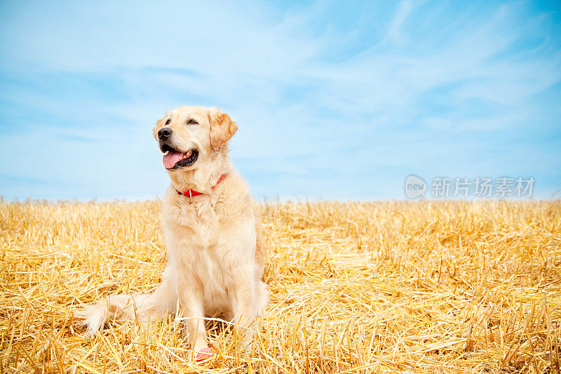 夏天，金毛猎犬坐在草地上