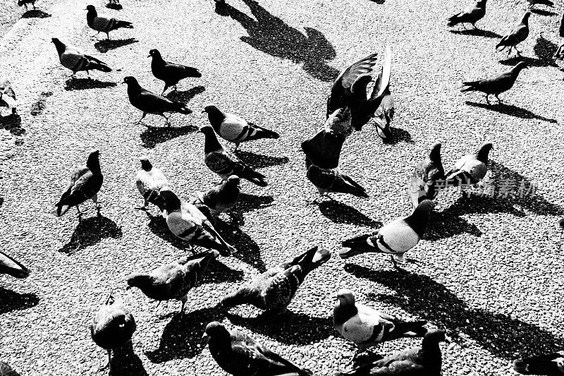 成群的鸽子和一个人的影子(单色)