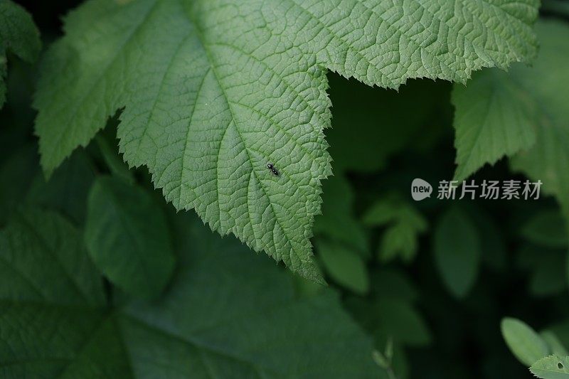 加拿大的绿叶上的小蚂蚁