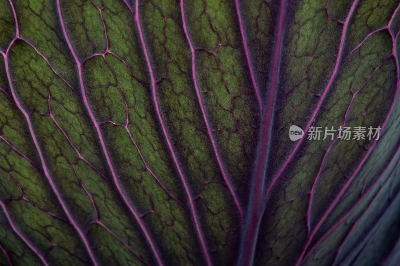 蔬菜园中有机生长的紫甘蓝叶特写