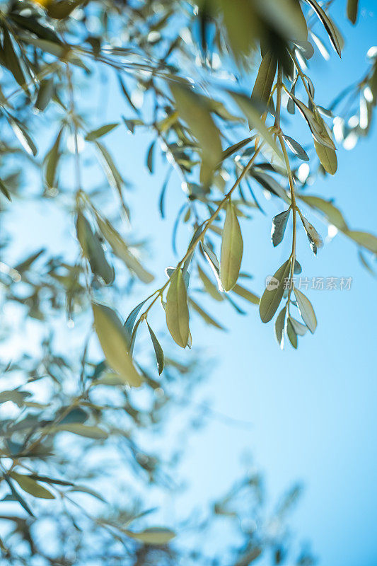 橄榄枝映衬着蓝天。