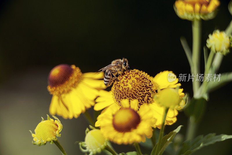 开花喷嚏草，Helenium，多年生植物，有蜜蜂