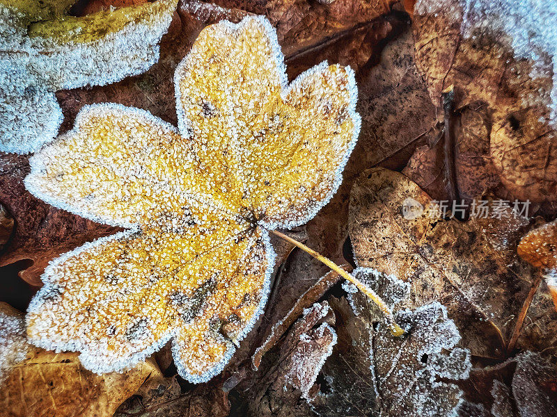 黄叶在冬天被霜覆盖
