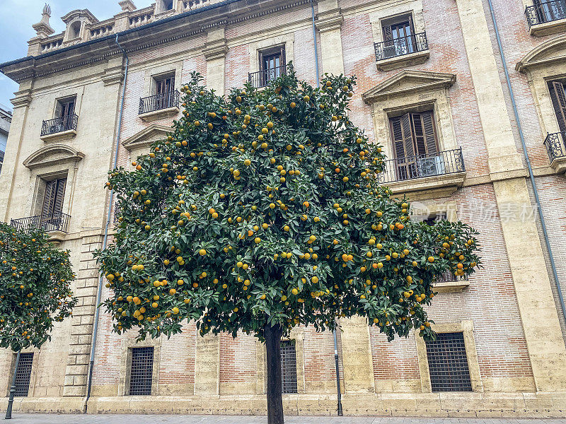 在西班牙瓦伦西亚的老城区，一棵挂满果实的橘子树
