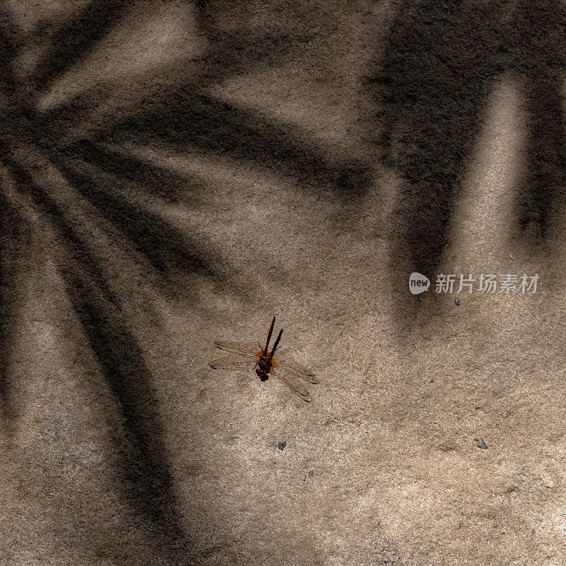 蜻蜓在有树叶影子的岩石上
