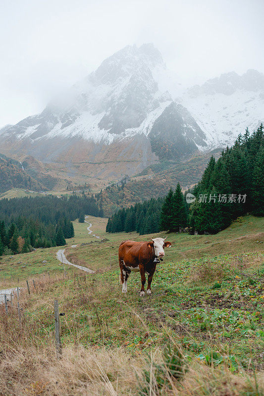 瑞士阿尔卑斯山的奶牛