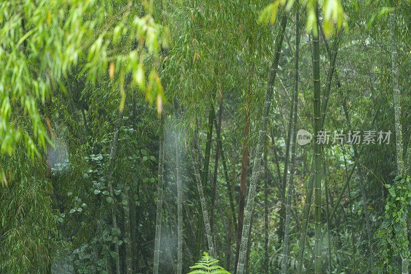 滋润了美丽森林里植物的雨水