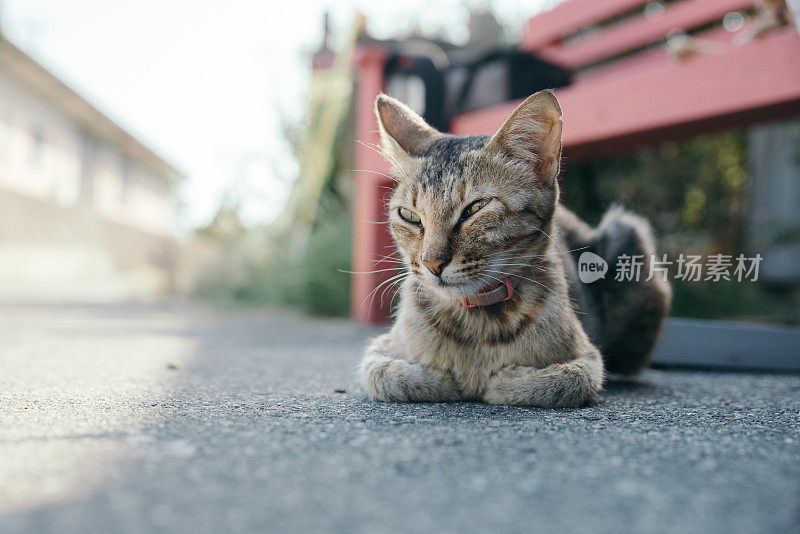 一只虎斑猫在路边放松的画面