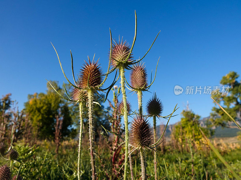 低角度近距离观察干燥的蓟头在明亮的蓝天。