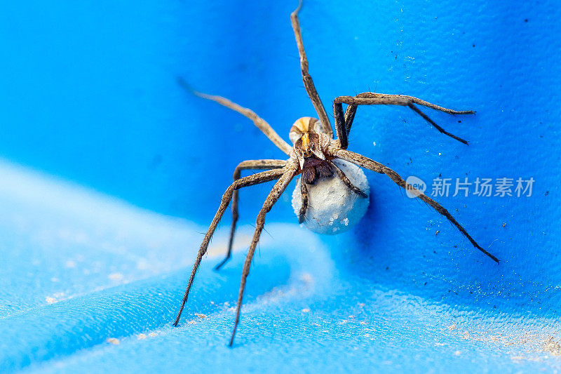 这是一幅巨幅的照片，一只雌性狼蛛背着她的卵袋，附着在吐丝器上，用毒牙咬住它，在蓝色的塑料表面上。这只昆虫在保护她的孩子。