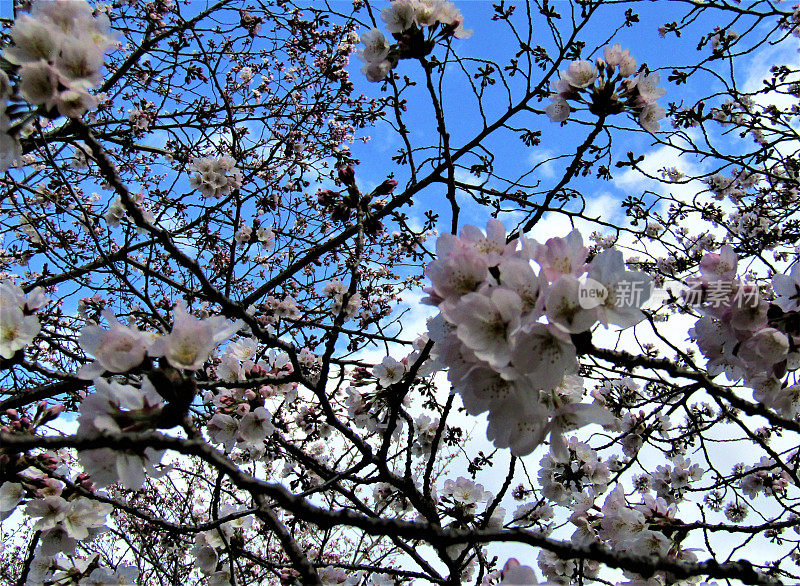 日本。3月底。樱花在清澈的蓝天和小白云映衬下绽放。