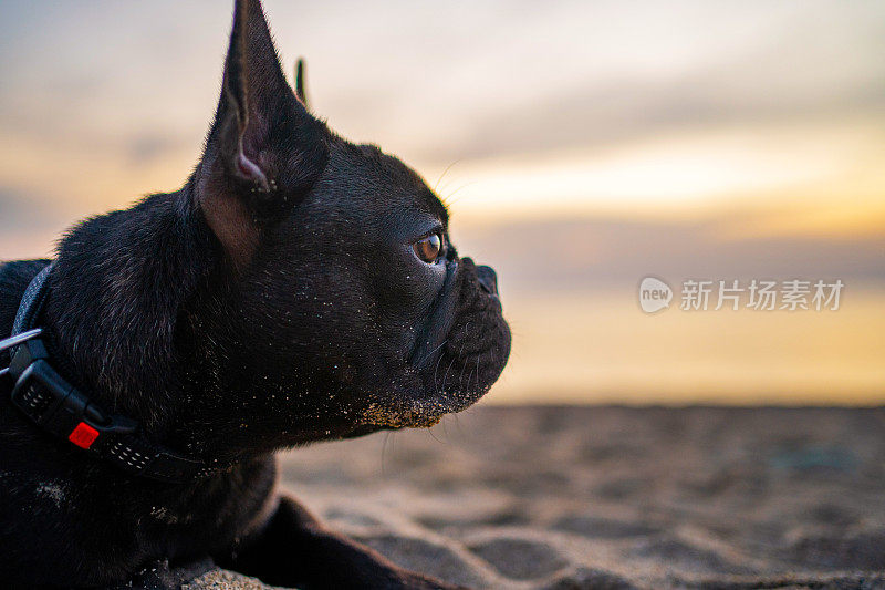 海滩上可爱的小法国斗牛犬