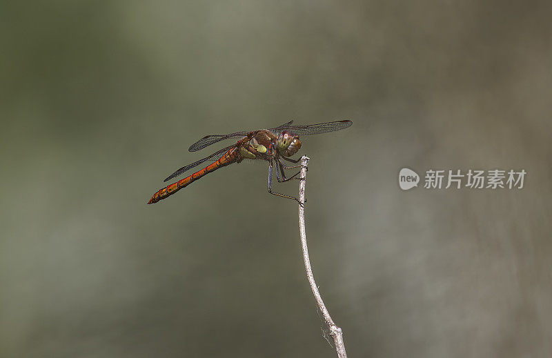 飞镖蜻蜓(黄纹蜻蜓)