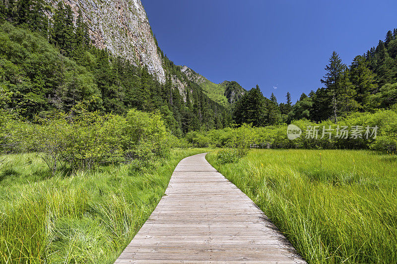 山地森林公园步道