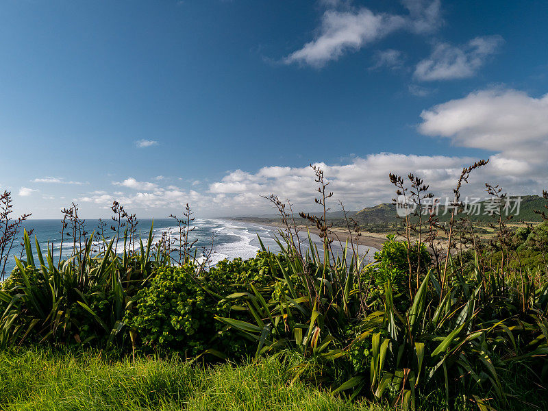 新西兰奥克兰的Muriwai海滩塘鹅群落