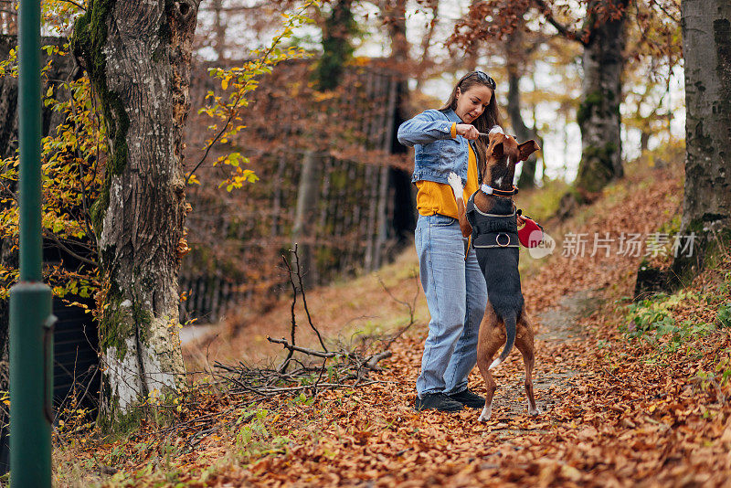 一只戴着狗具的猎犬喜欢和它的女主人在大自然中玩耍