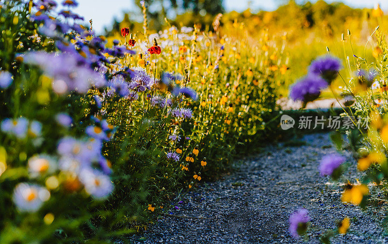 紫色的圆锥花生长在其他野花中，在一个令人惊叹的多彩自然的草地上