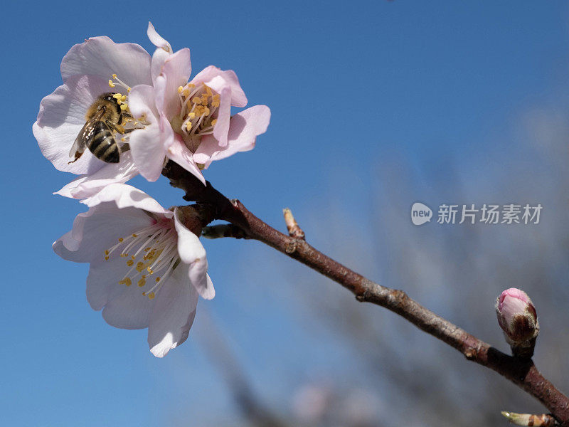 在希腊，蜜蜂在杏仁花上采集花蜜