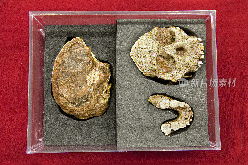 唐人头骨化石:唐人儿童头骨的原始部分