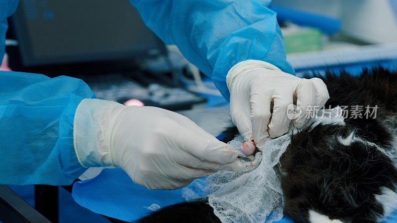 兽医在阉割手术中移除猫的睾丸
