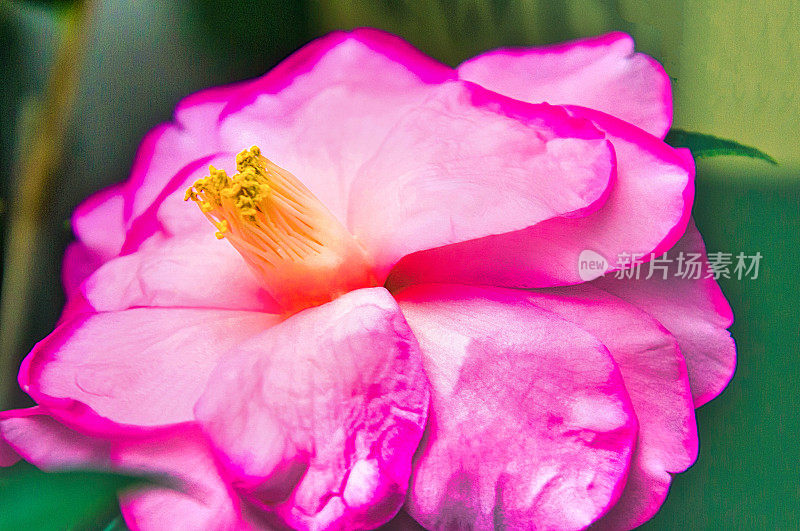 日本山茶花雄蕊