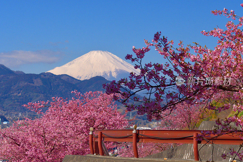 富士山和樱花:从神奈川县松田山眺望