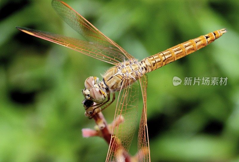 蜻蜓和复眼在树枝上。