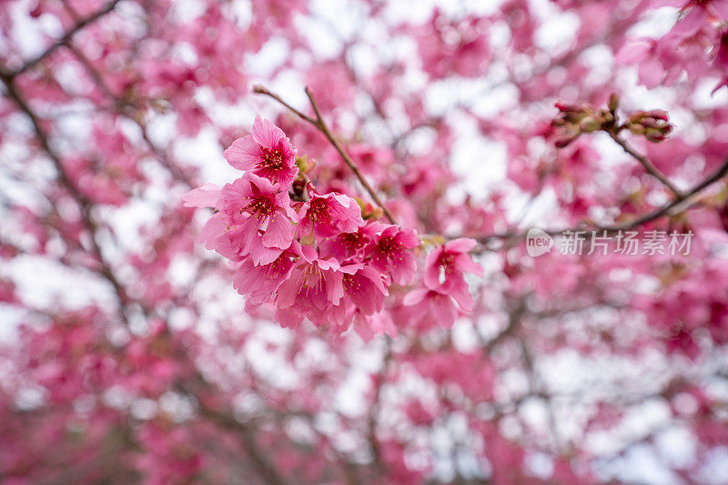 樱花特写