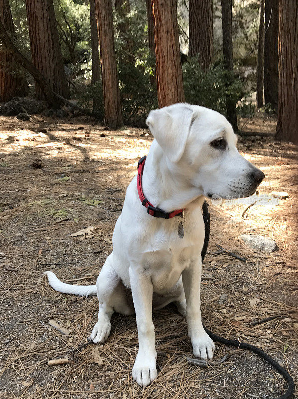 拉布拉多猎犬小狗