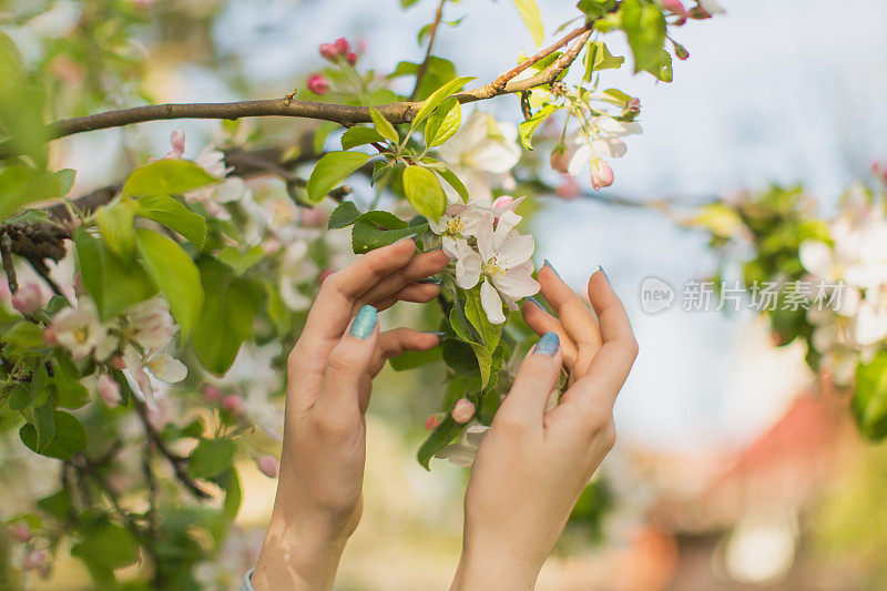 女人的双手紧紧握住洁白的春花。指甲