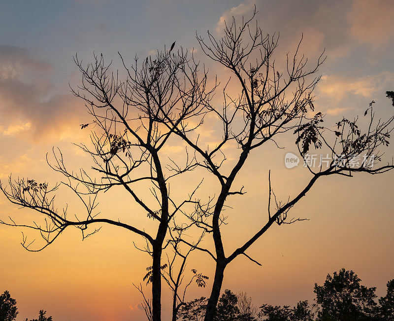 林东省保乐市，夕阳下一棵枝繁叶繁茂的树的剪影照片