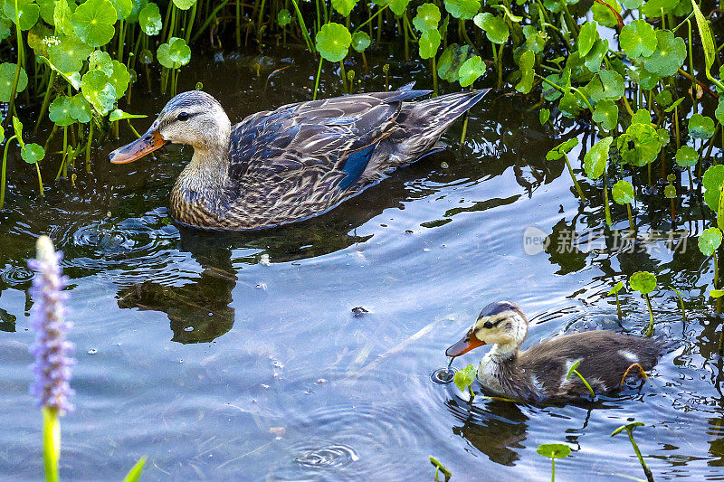 Wakodahatchee湿地的斑驳鸭子