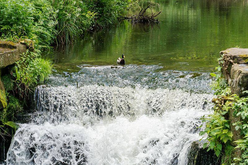 夏天，一只鸭子在瀑布顶上游泳。勇敢和大胆的概念