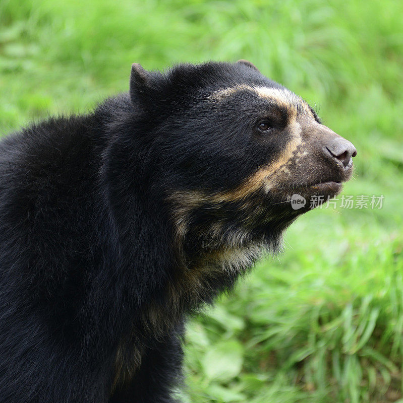 安第斯熊，南美洲濒临灭绝的哺乳动物，人类侵占了它们的栖息地。