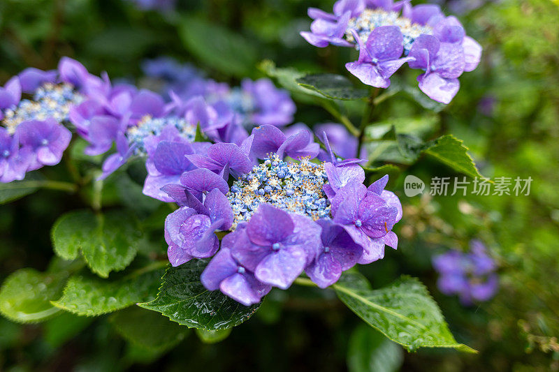 雨后的霍腾西