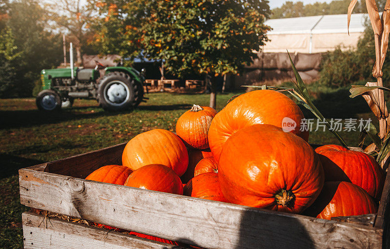街头农贸市场大木箱里的秋收南瓜。