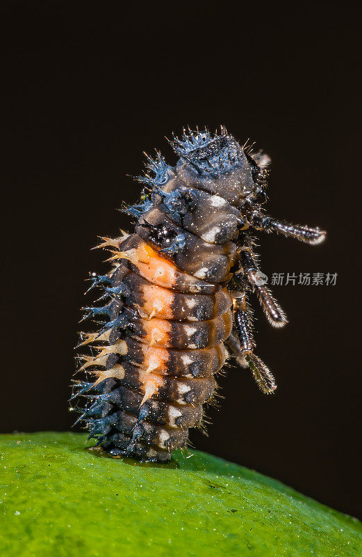 加州圣罗莎的亚洲斑瓢虫幼虫