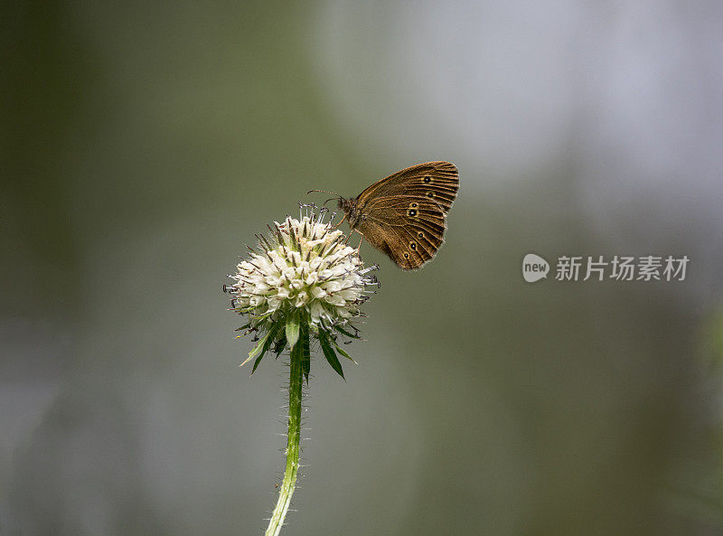 长卷发蝴蝶