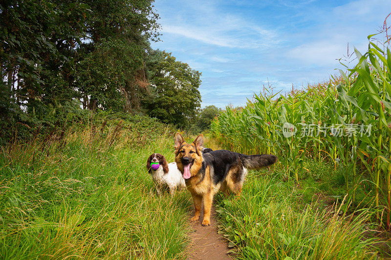 在一个阳光明媚的日子里，年轻的德国牧羊犬和西班牙猎犬一起玩球，在什罗普郡的乡下锻炼。