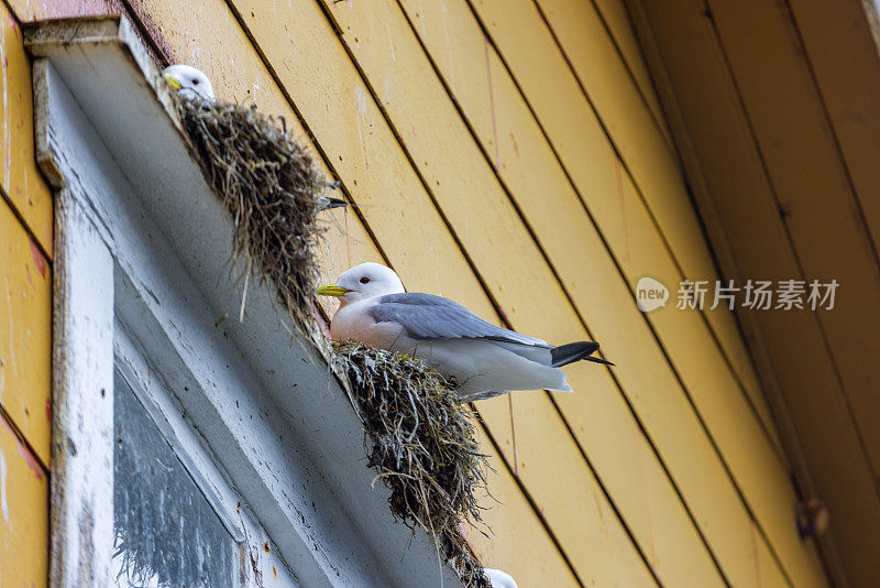 海鸥在罗弗敦群岛努斯峡湾的窗框上筑巢