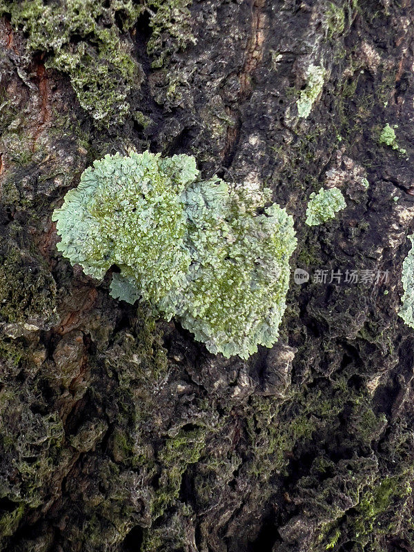 树干上充满活力的绿色苔藓纹理。