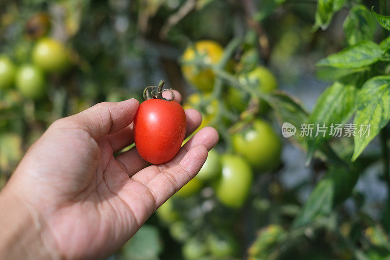 无法辨认的手采摘红熟透的西红柿