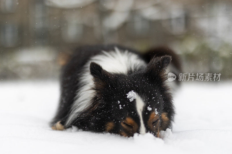 设得兰牧羊犬在雪地里玩耍