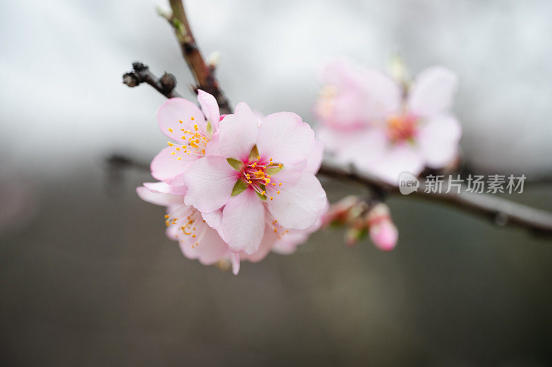 春粉花朵背景