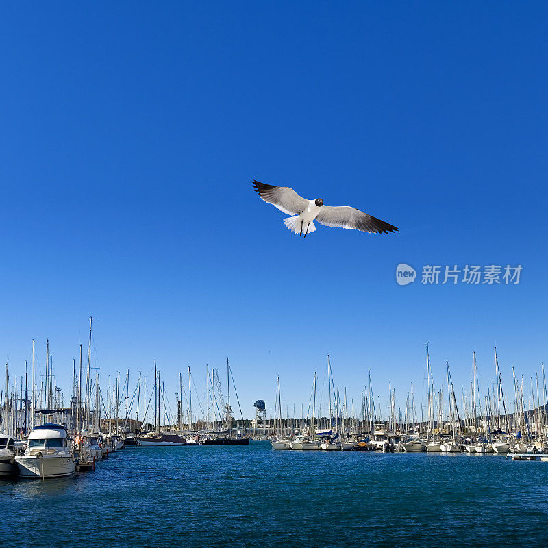 帆船在码头和飞行海鸥在阳光明媚的日子